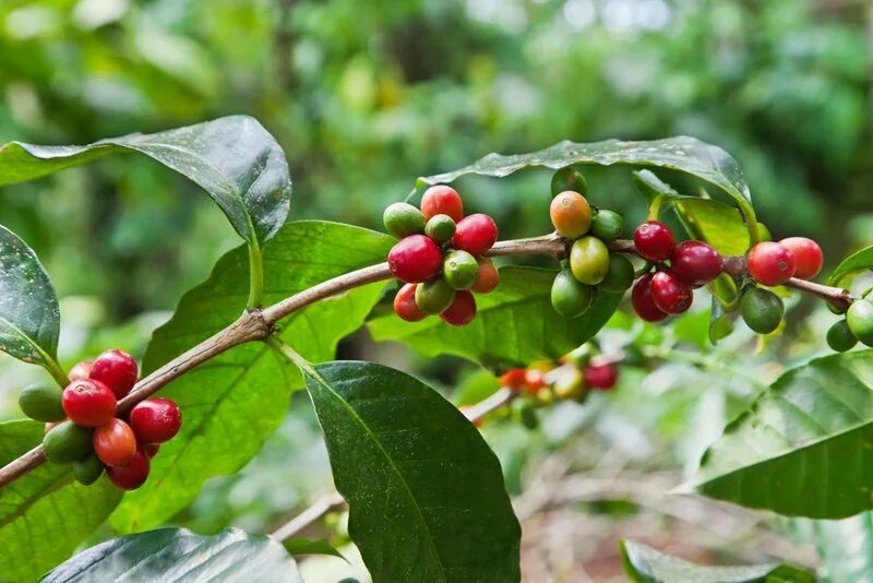 These Are The Only 2 US States That Grow Coffee