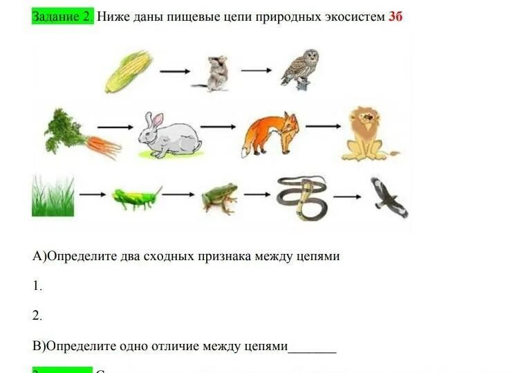 Найдите ошибки в тексте пищевые цепи. Цепочка питания 5 класс биология. Пищевые Цепочки 5 класс биология. Биология 5 пищевые Цепочки.. Цепи питания 5 кл биология.