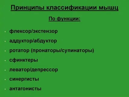 Основные принципы классификации