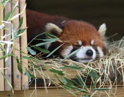 Red panda habitat diorama
