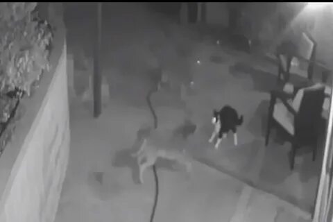 Неожиданное нападение