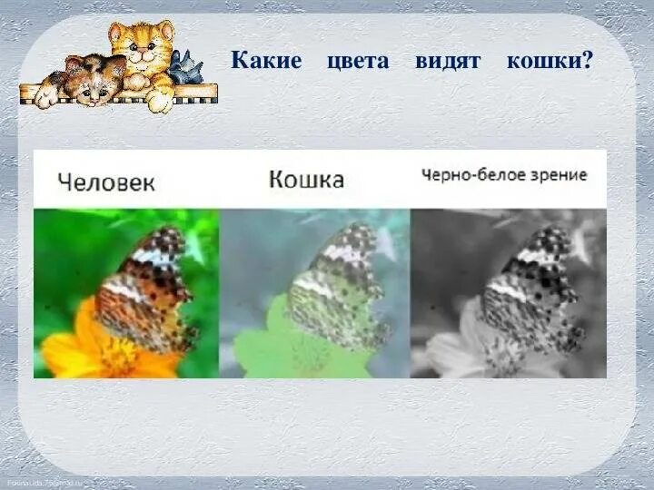 Как видят мир коты. Какие цвета увидят кошки. как видят кошки. как видят мир кошки. какими цветами кошки видят мир.