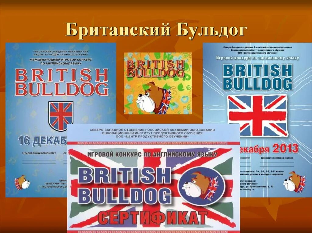 Результаты британского бульдога 2023. Британский бульдог. British Bulldog (британский бульдог).