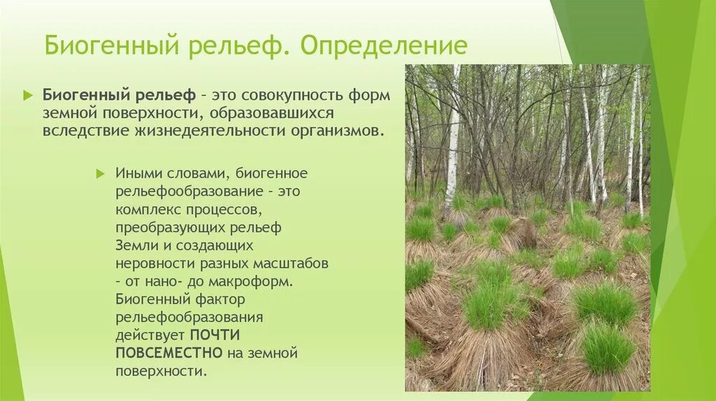 Антропогенные формы рельефа примеры Какие из перечисленных форм рельефа имеют антропогенное