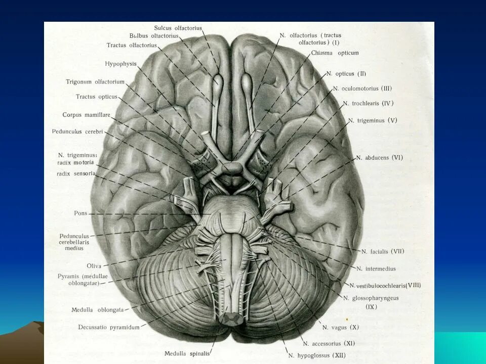 Нижняя поверхность мозга. Отделы больших полушарий. Нижняя поверхность головного мозга. Sulcus olfactorius. Нижняя поверхность головного мозга анатомия.