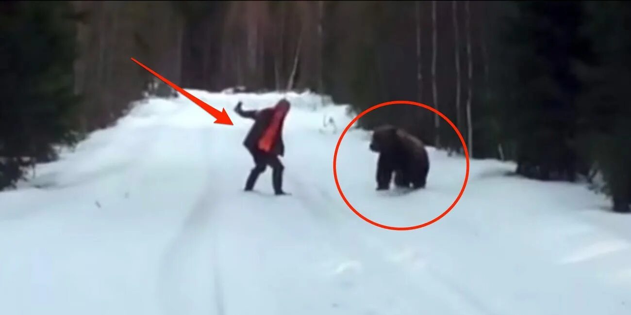 Включи нападения. Бурый медведь нападение на человека.