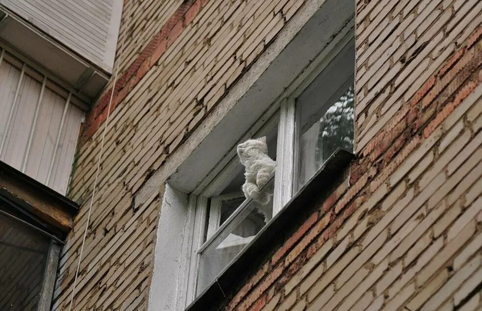 Кошка упала с 5 этажа. Выпадение кошек из окна. Кошка падает из окна.