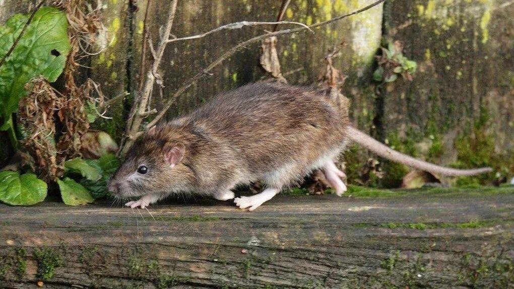 Полевая мышь убегает. Серая крыса Пасюк. Крыса бежит. Лесная крыса. Крыса бегает.