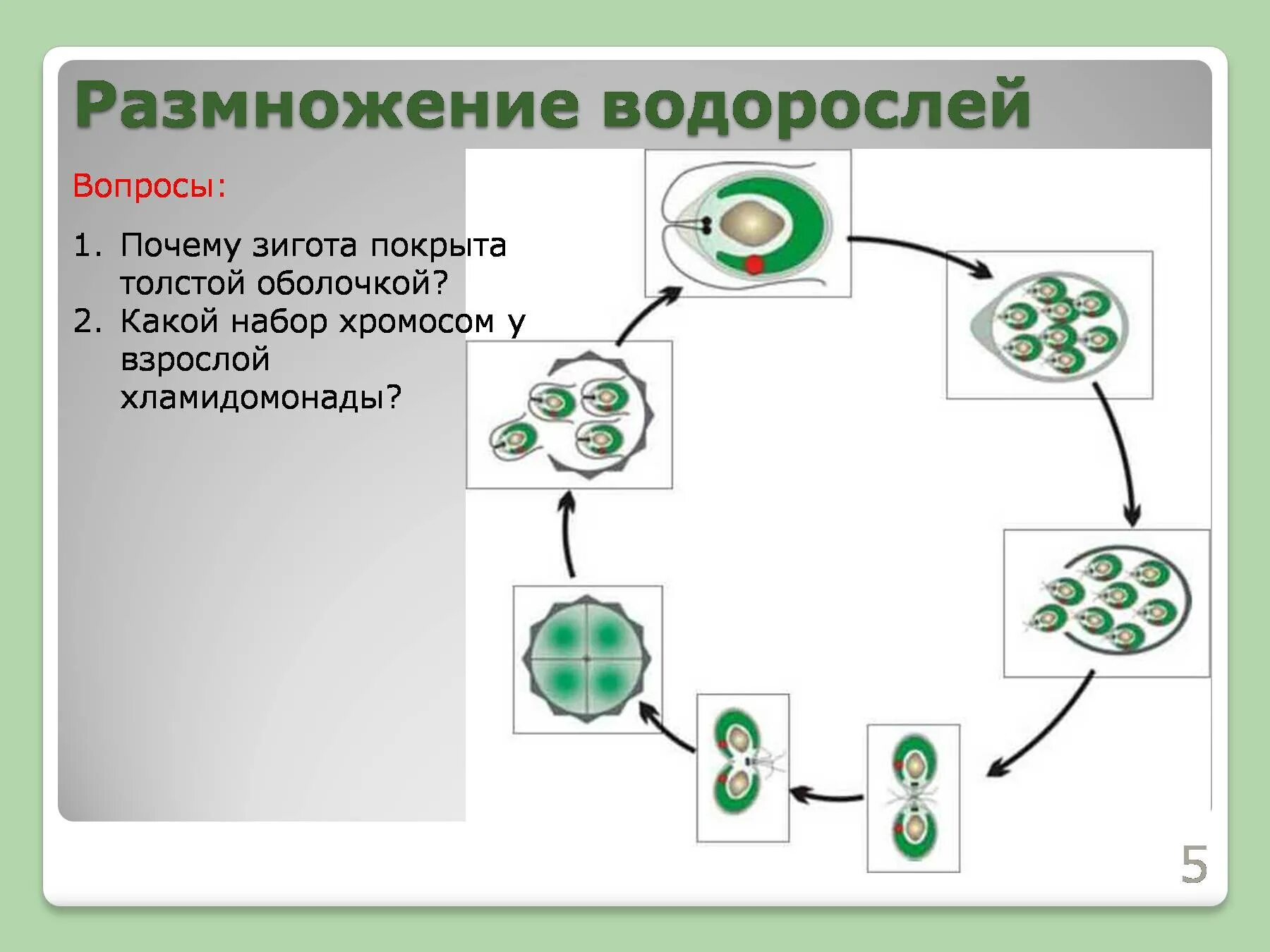 Размножение водорослей. Зигота у водорослей. Размножение водорослей с набором хромосом. Половое размножение водорослей. Мейоз хламидомонады