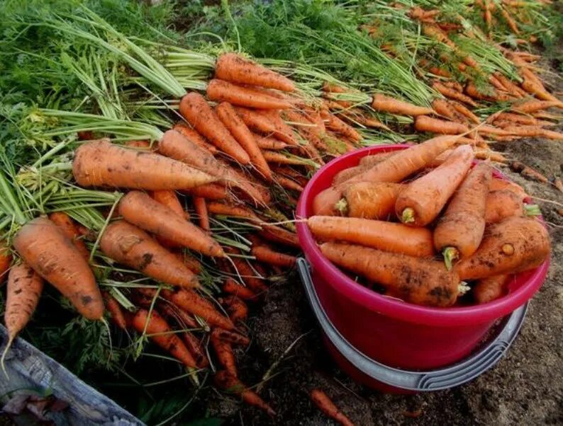 Морковь в черноземье. Урожай моркови. Морковь на грядке. Ведро моркови. Шикарный урожай моркови.