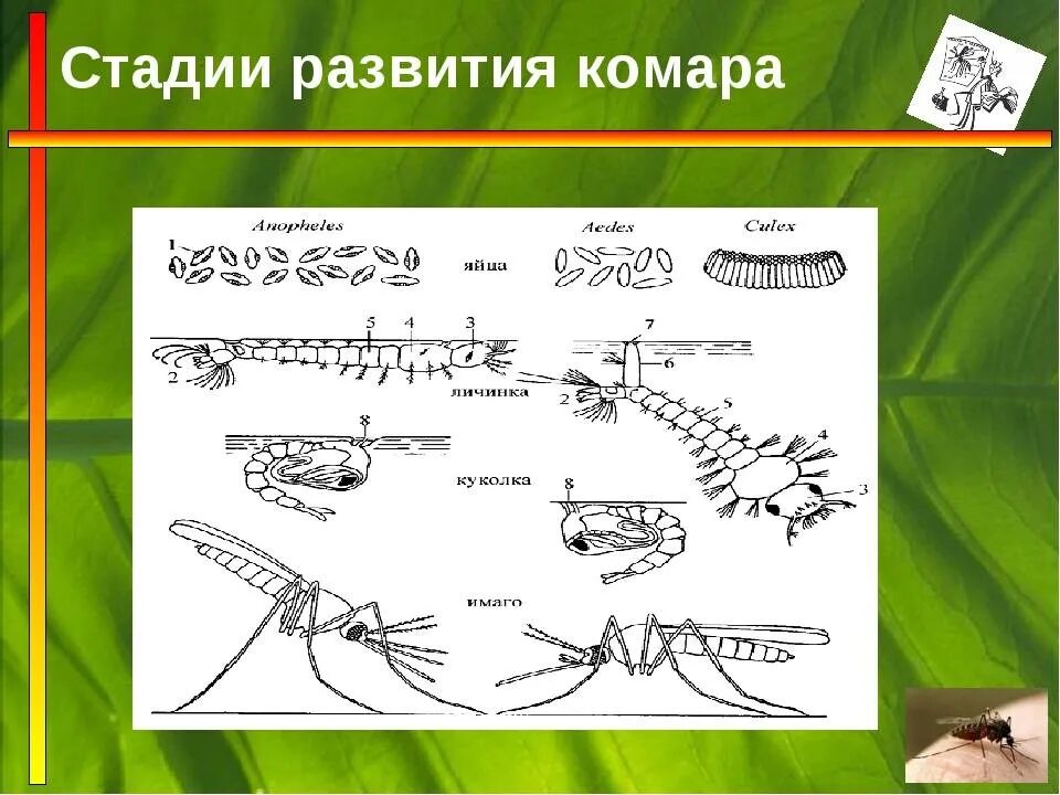 Схема процесса развития комара. Стадии развития комаров. Стадия развитие Камаров. Стадии развития компрп.