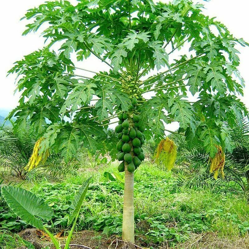 Дынное дерево южной америки. 9. Плод дынного дерева. 9. Папайя дынное дерево 3 шт.