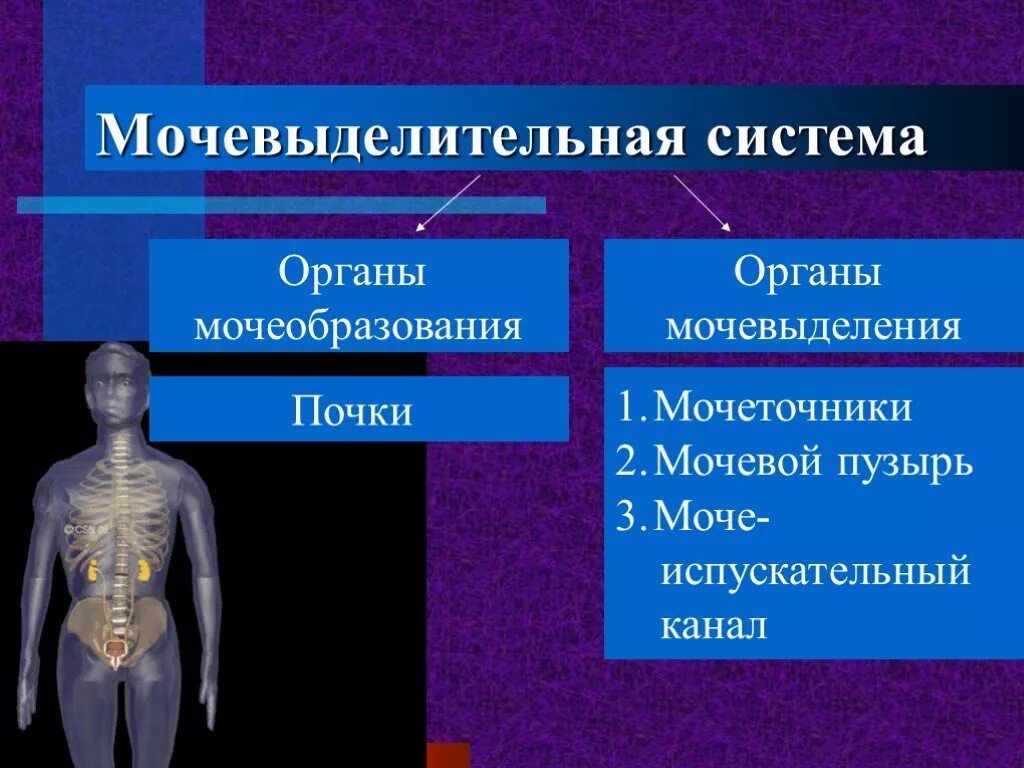 Мочевыделительная система органы. Органы мочеобразования и мочевыделения. Мочевыделительная система презентация. Строение органов мочеобразования и мочевыделения.