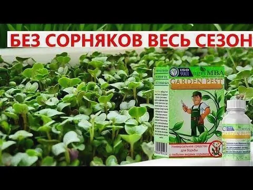 Средство от сорняков. Средство для борьбы с сорняками на огороде. Химические препараты для борьбы с сорняками. Эффективное средство от сорняков на огороде. От сорняков на огороде эффективное