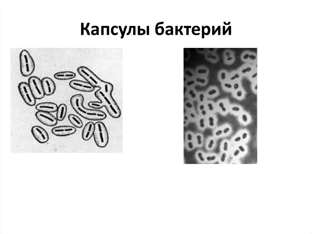 Строение и функции капсул бактерий. Строение и функции капсул бактерий