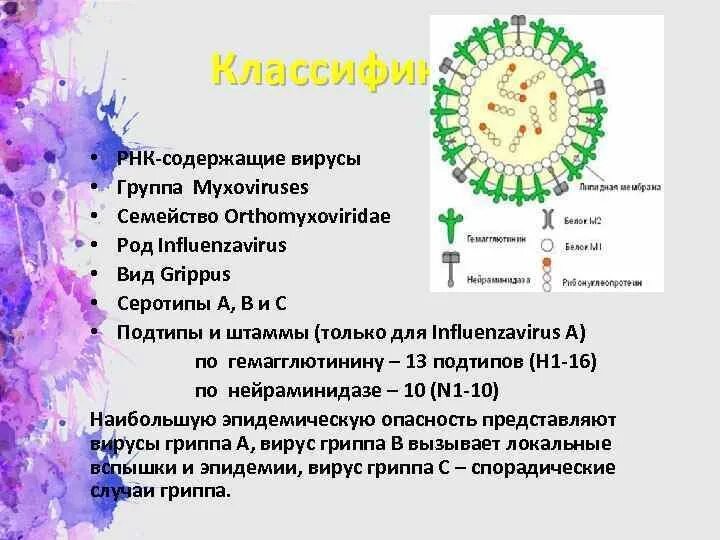 Классификация вируса гриппа. Серотипы и подтипы вирусов гриппа. РНК вируса гриппа. Вирус гриппа РНК вирус. Семейство гриппа