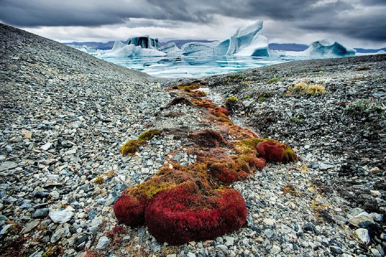 Полярные природные особенности. Лишайники арктические пустыни канадского архипелага. Тундра в Антарктиде. Земля Франца Иосифа камни.