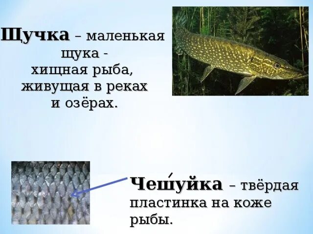 Животные родного края. Рыбы водоемов - презентация к уроку Географии - скачать п