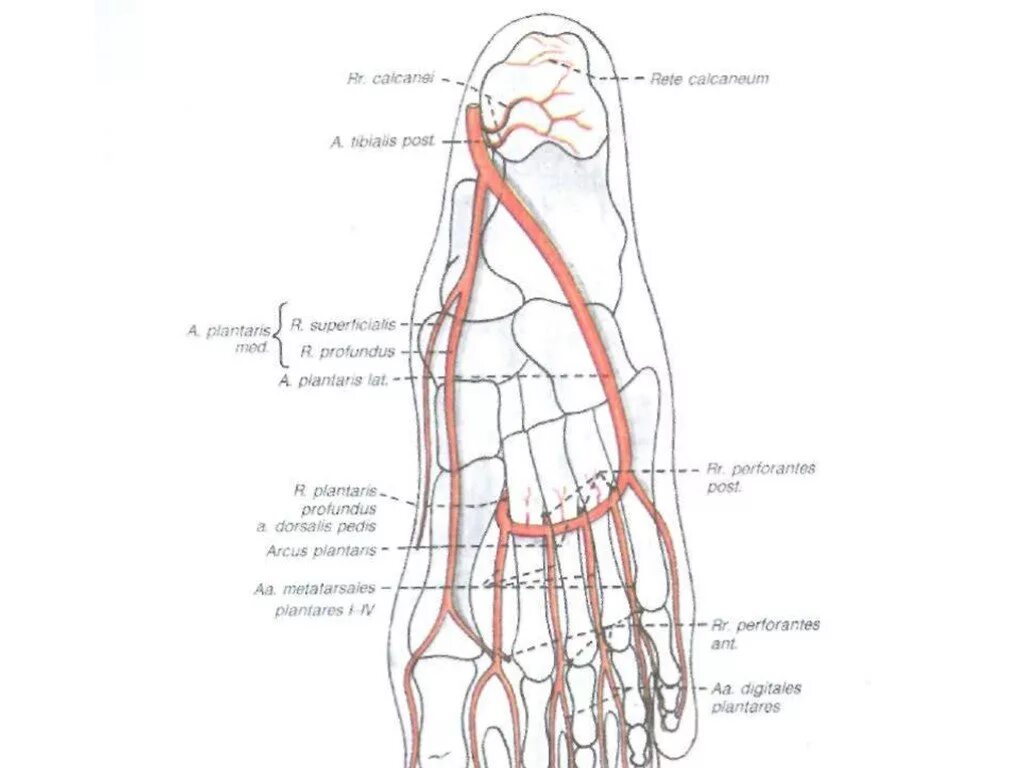 Кровоснабжение стопы анатомия. Тыльная артерия стопы схема. Кровоснабжение стопы анатомия схема. Кровоснабжение голеностопного сустава схема. Основные артерии стопы