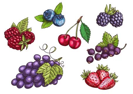 Нарисованные картинки ягод