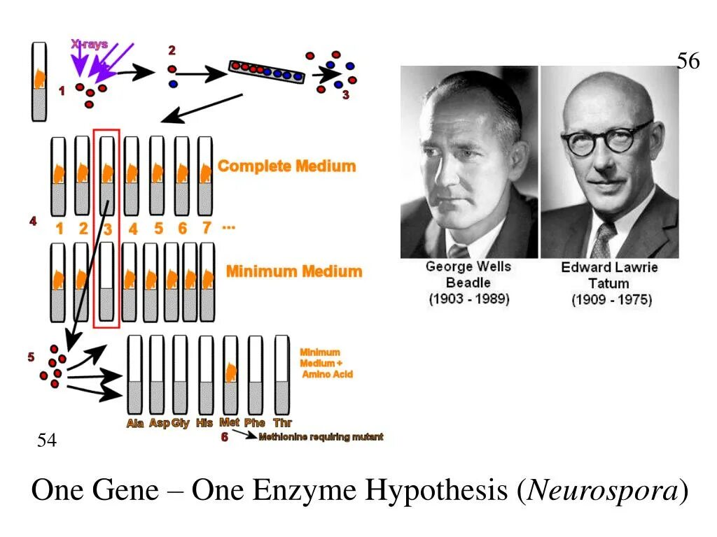 One Gene-one Enzyme. Концепция один ген один белок. Велди-1 Gene Santiago. Cdh1 Gene. Ген 1 телефон