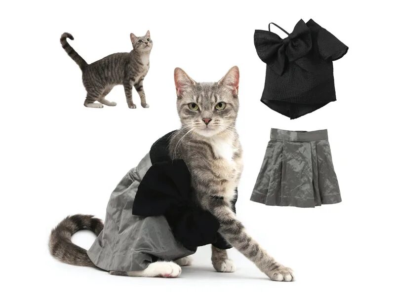 Кошечка с одеждой. Котята в одежде. Красивая одежда для кошек. Кошки в одежке. Костюм кошки.