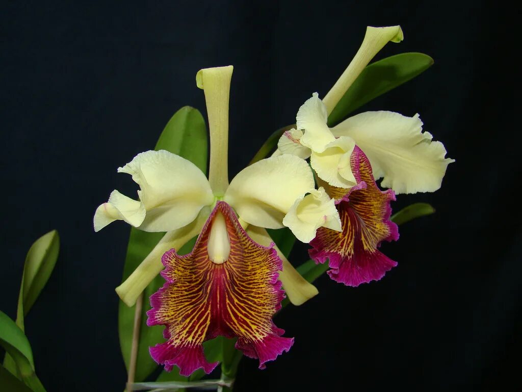 Катлея Орхидея Каттлея. Фаленопсис Каттлея. Колумбия Орхидея Каттлея. Колумбийская Орхидея Каттлея.