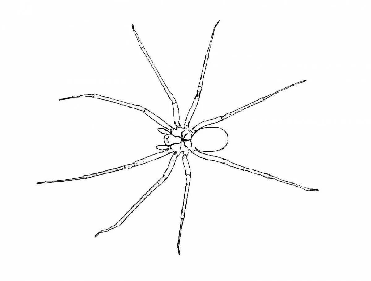 Разукрашивать пауки. Паук раскраска. Паук картинка раскраска. Раскраски пауков. Паук раскраска для детей.
