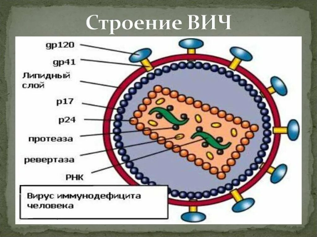 Строение вируса ВИЧ И СПИД. Строение вириона ВИЧ. Вирус иммунодефицита человека строение. Структура вируса иммунодефицита человека.