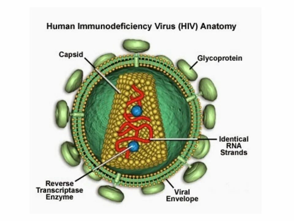 Human immunodeficiency. Строение вируса ВИЧ. Human Immunodeficiency virus hiv1? Hiv2. HIV virus structure.