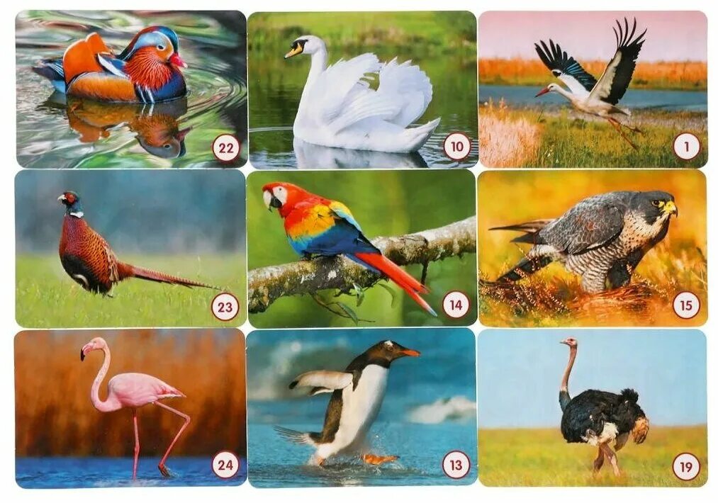 Мемо "пернатый мир" арт. Настольная игра мемо пернатый мир. Мемо пернатый мир 7952. 7952. Настольная игра альфа тойс мемо мир животных.
