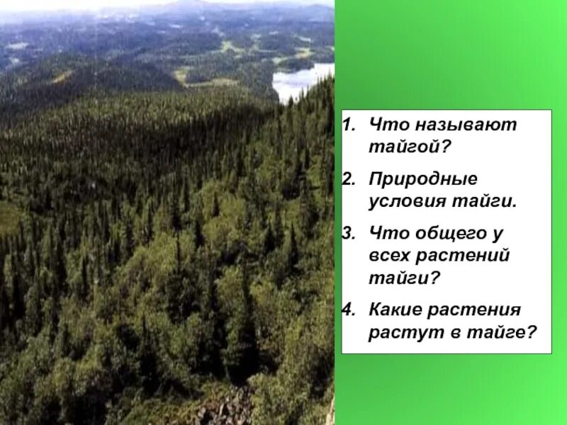 «климатические и природные условия тайги». Тайга презентация. Распространенные растения тайги. Климат тайги зимой и летом. Характеристика природных условий тайги.