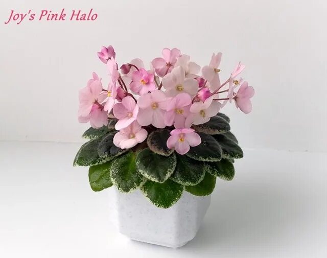 Lacoste joy of pink 90ml. Lacoste touch of pink. Бегония joy pink. Бегония джой пинк. Joy's pink halo.