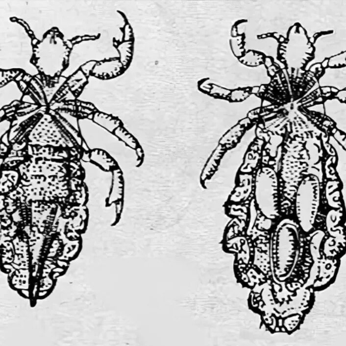 Головная вошь строение. Головная вошь самка. Головная вошь самец и самка. Вошь платяная (Pediculus humanus humanus. Самка головной вши рисунок