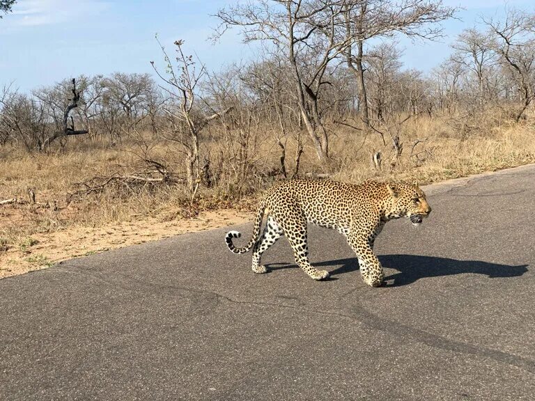 кения. веб камеры заповедника в африке. веб камеры в африке онлайн. вебкамеры в африке. вебкамера в кении водопой цава.