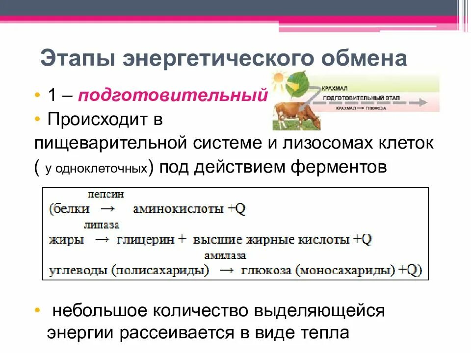 1 Этап подготовительный энергетического обмена. Этапы энергетического обмена подготовительный этап. Подготовительная фаза энергетического обмена. Где происходит подготовительный этап энергетического обмена. 3 этап энергетического обмена происходит