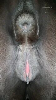 Ape vagina