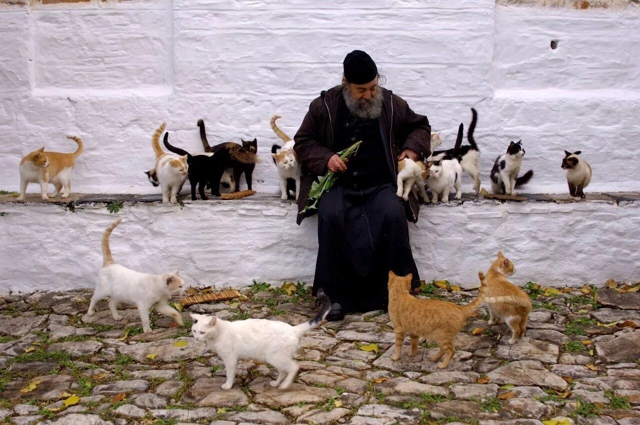 Кормить много кошек. Животные в монастыре. Коты в монастыре. Кошки в церкви. Монах и кошка.