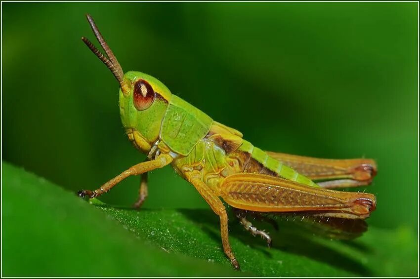 Прямокрылые представители. Отряд прямокрылые orthoptera. короткоусые прямокрылые. короткоусые прямокрылые кобылка. прямокрылые представители кузнечик.