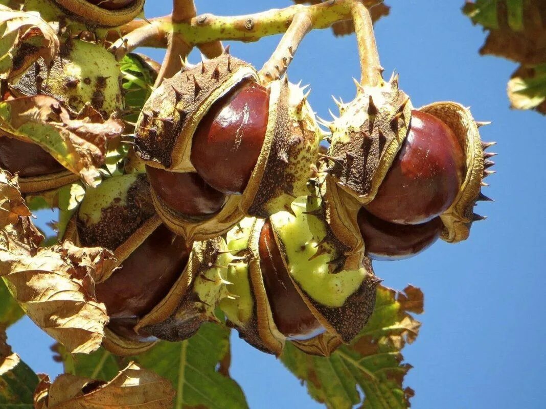 Каштан конский (Aesculus). Каштан конский (Aesculus hippocastanum). Конский каштан обыкновенный плод. Каштан орех дерево. Каштановый орех