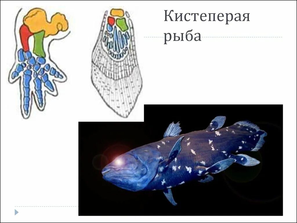 Почему кистеперые рыбы. Скелет плавника латимерии. Кистеперая рыба Латимерия скелет. Скелет плавников латимерии. Кистеперая рыба строение.