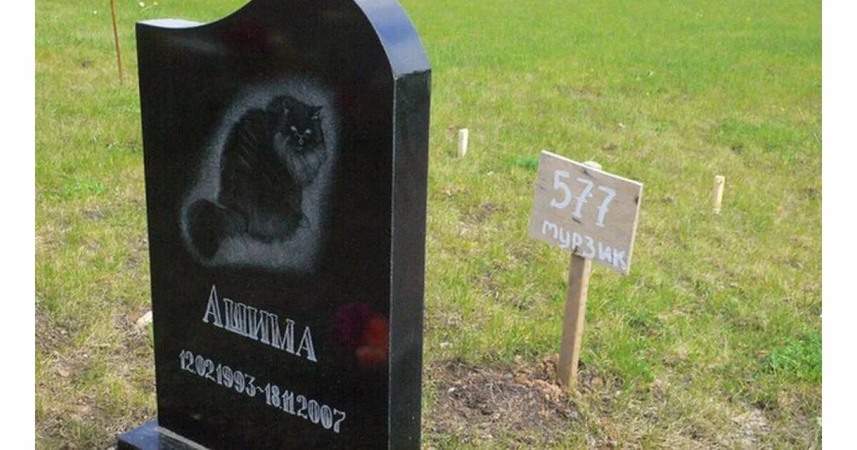 Захоронение животных. Кладбище домашних животных могила и кот. кладбище домашних животных курск. кладбище домашних животных похороны кота. кладбище домашних животных мертвый кот.