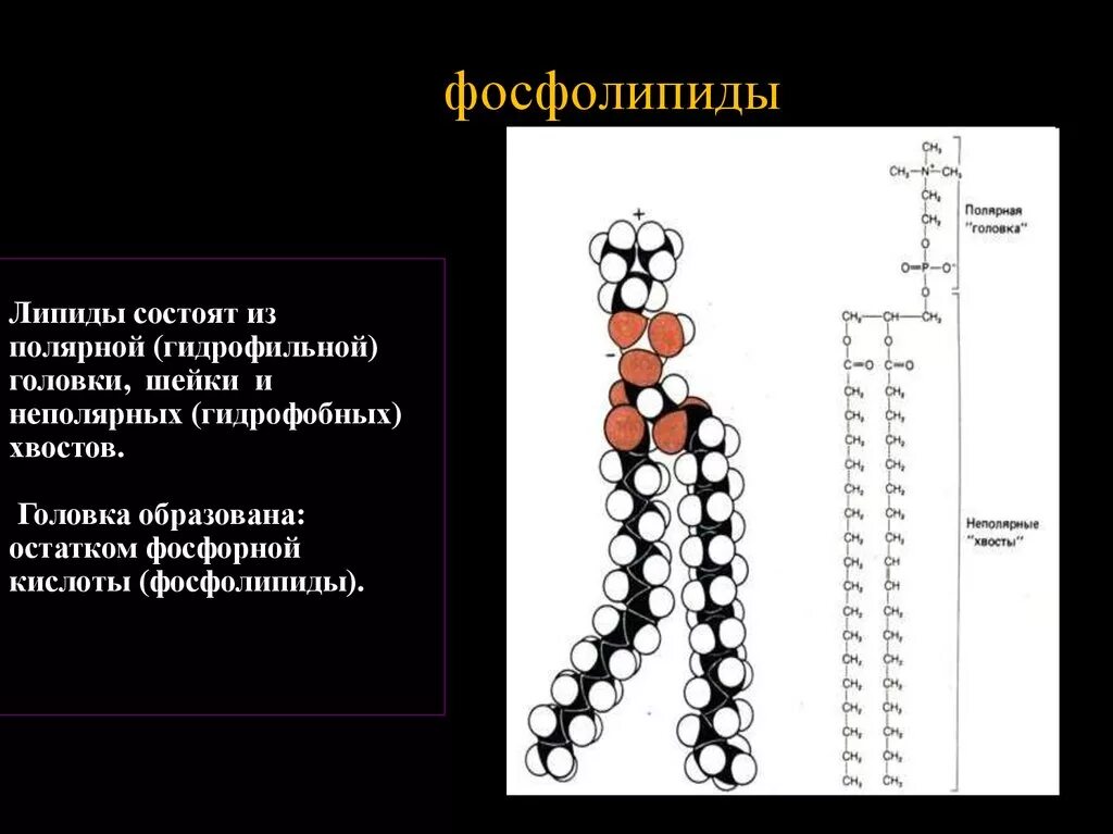 Строение фосфолипида. Строение гидрофильной головки фосфолипида. Строение фосфолипидов. Структура молекулы фосфолипидов.