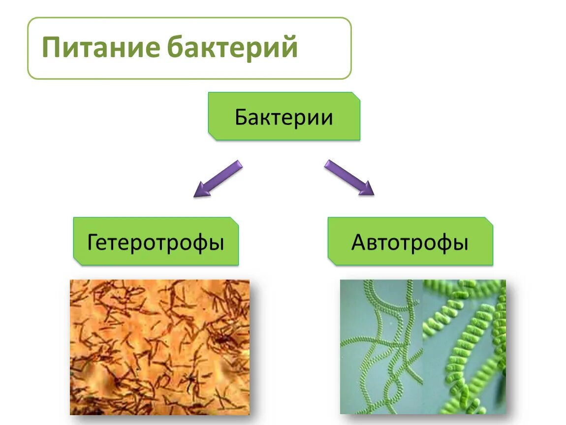 Сапрофиты автотрофы. Питание бактерий атеротрофы. питание бактерий автотрофы. бактерии гетеротрофы. бактерии автотрофы и гетеротрофы.