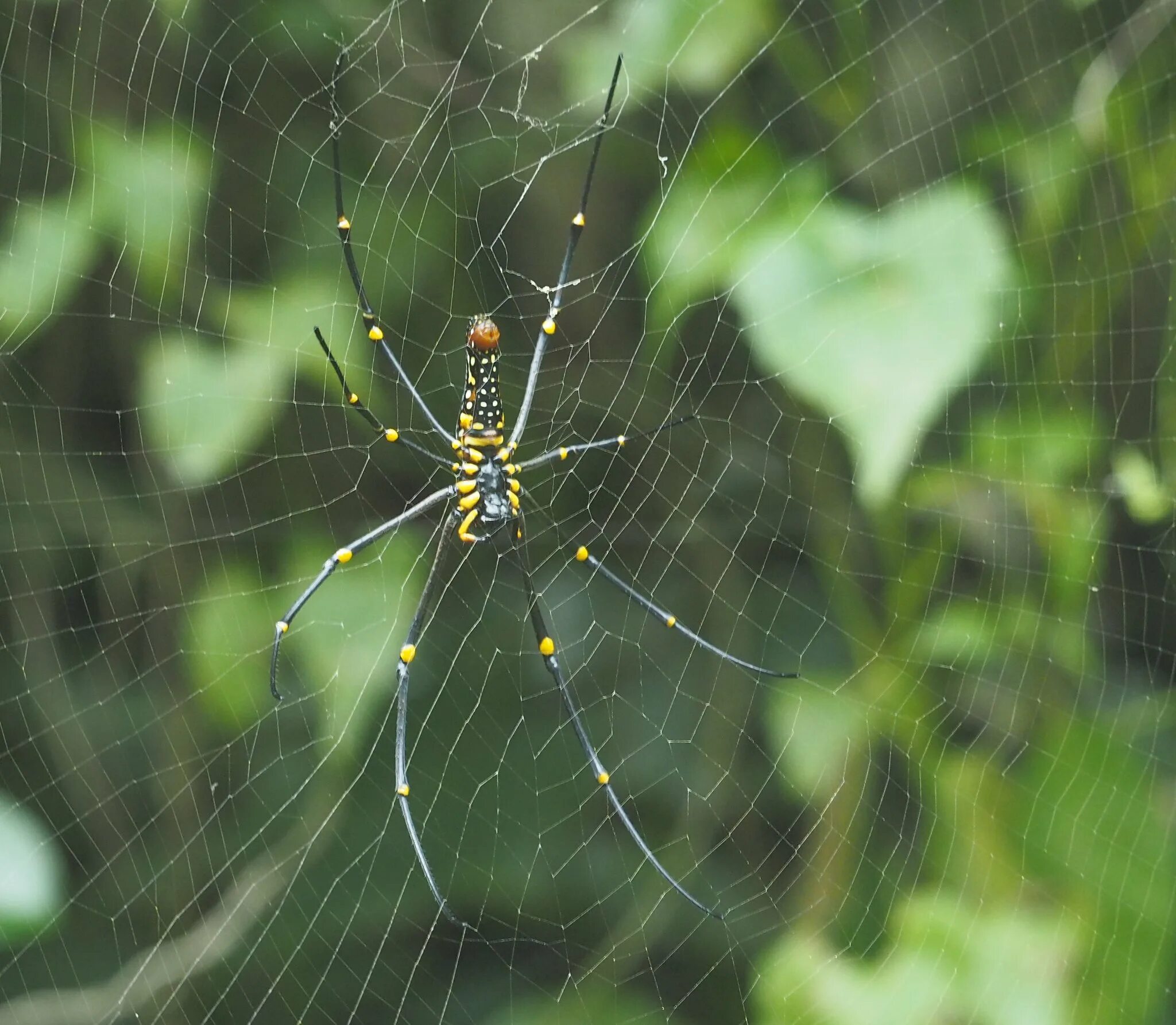 Паук Nephila pilipes. «Golden giant» паук. Giant Nephila.