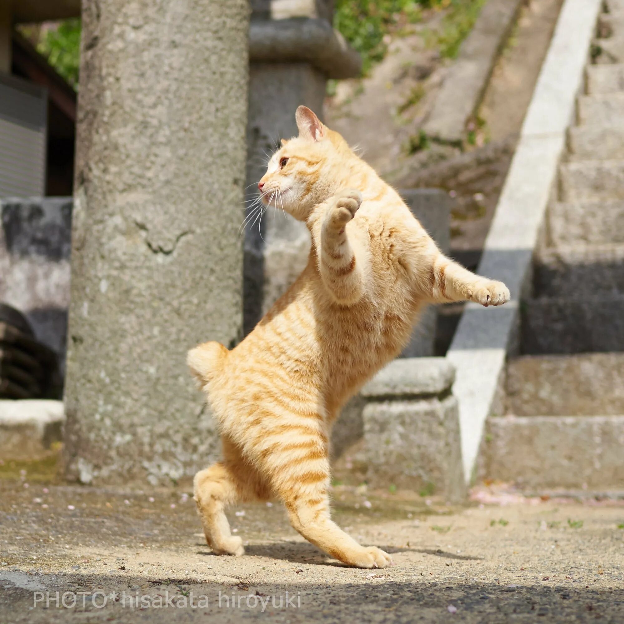Где котики танцуют. Танцующий кот. Кот танцует. Кошачий танец. Танцующий рыжий кот.