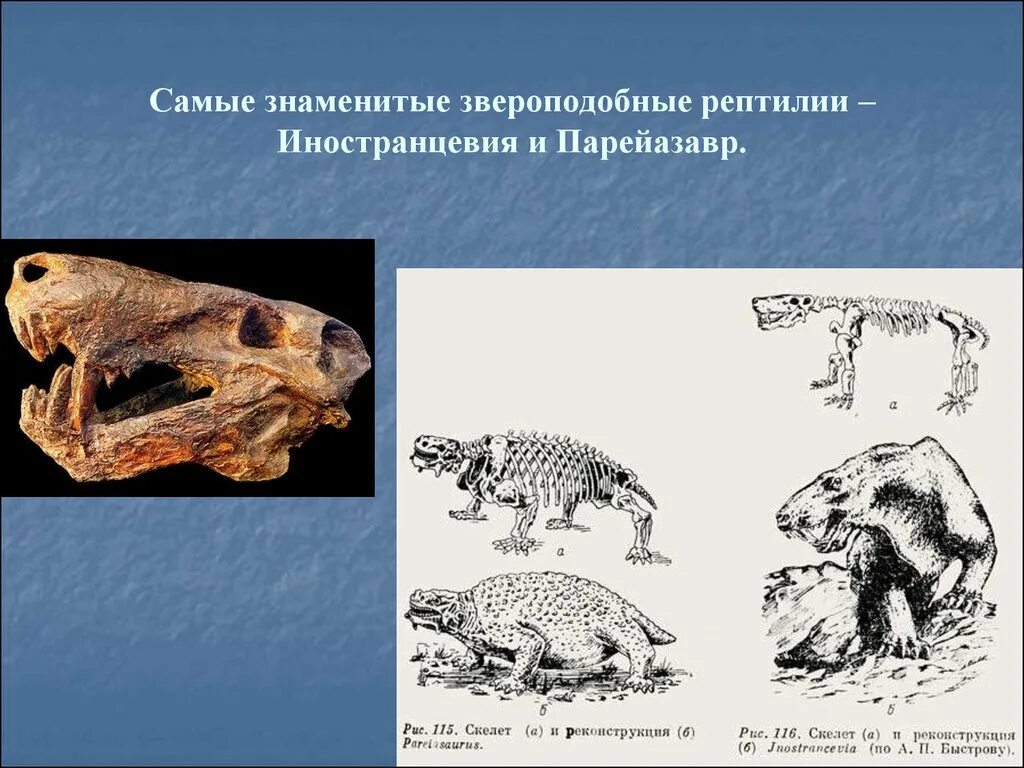 Почему зверозубые получили такое название. Зверозубые пресмыкающиеся. предки млекопитающих зверозубые ящеры. звероподобные рептилии. иностранцевия.