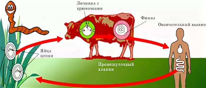 Может ли человек заразиться бычьим цепнем