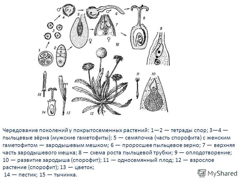 Гаметофит покрытосеменных. Схема развития мужского гаметофита. Образование пыльцевого зерна у покрытосеменных. Что представляет мужской гаметофит покрытосеменных растений. Гаметофит цветкового растения.
