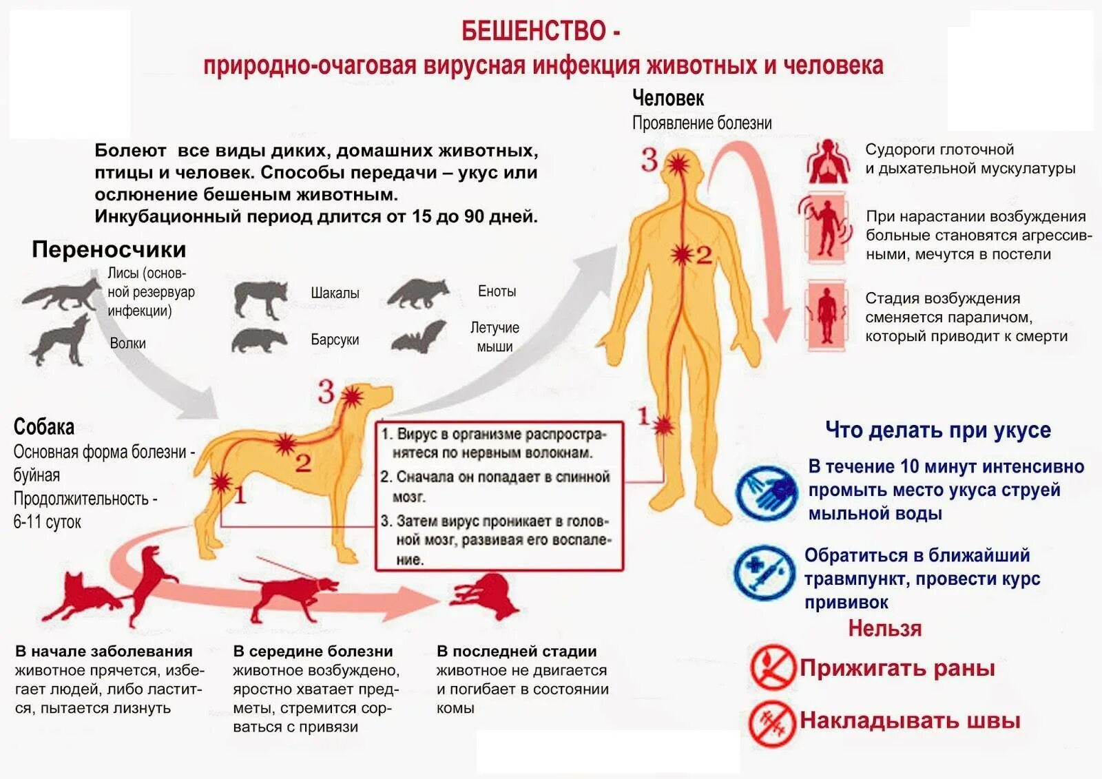 При укусе собаки какие делают